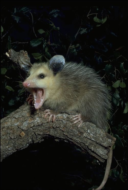 Possumeveryhour.io (@possumeveryhour) on Twitter photo 