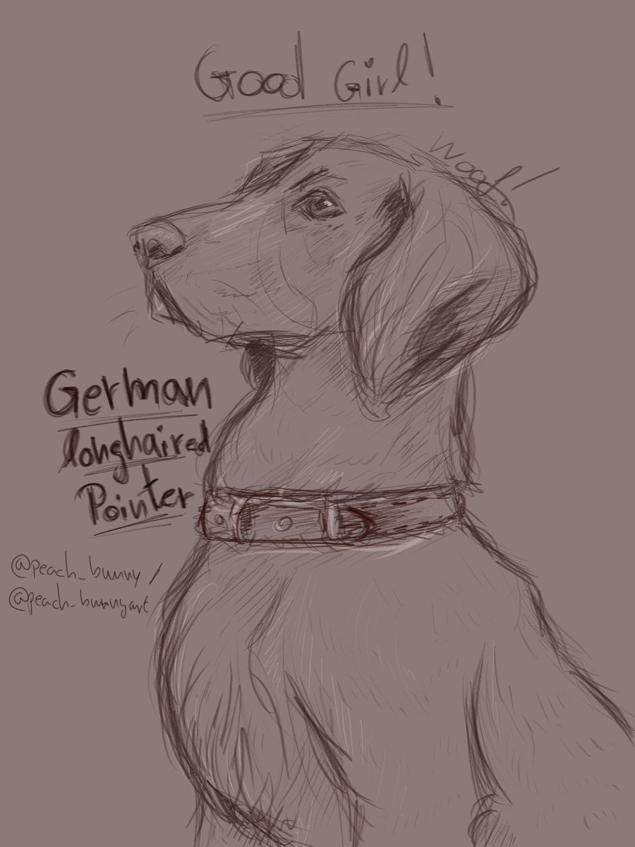 felizbored's tweet photo. German longhaired pointer #dog #dogart #woof #germanlonghairedpointer #fluffy #sketch #art #digitalart https://t.co/7HMizlCRpv