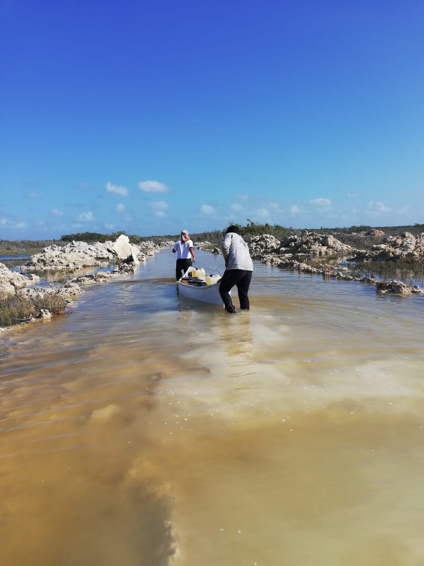 CONAFOR's tweet photo. Esta actividad forma parte del proyecto de restauración de nuestro programa Compensación Ambiental por Cambio de Uso de Suelo, que entre otras actividades, también se restaura el ecosistema manglar con apertura de canales y reforestación. https://t.co/q9uq2Zl91U