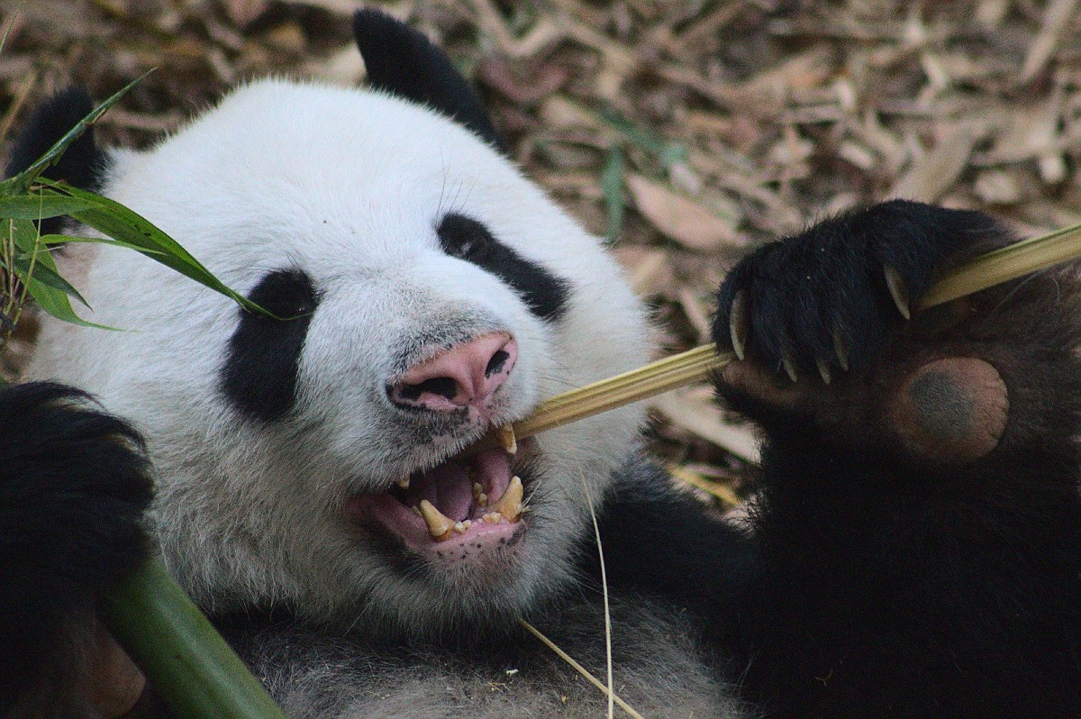 DrMattCrowson's tweet image. RT How to Rename Columns in Pandas — A Quick Guide dlvr.it/S7NQ37 #dataanalytics #dataanalysis #pandasdataframe #pandas #python