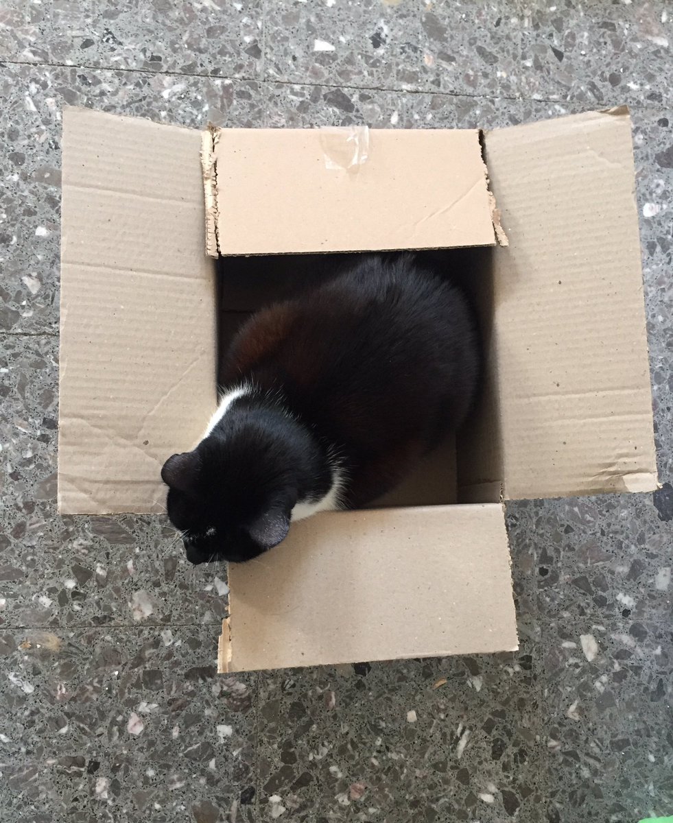 migatodinamita's tweet photo. Llegó #Barfer y el Dr Oli Shapiro está esperando su comida acomodado en la caja nueva. 💓 https://t.co/wFIMw03GfB