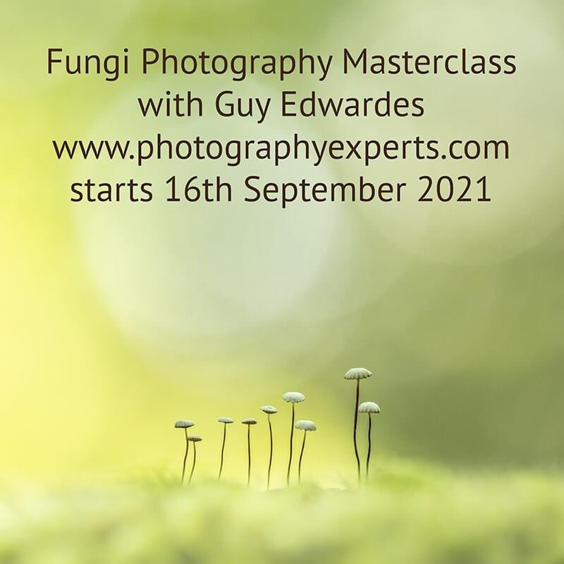 guyedwardes's tweet photo. With fungi season just beginning I will be running one more Fungi Photography Masterclass with @experts_photo starting next week. The course will start 16th September. Bookings only via the Photography Experts website. Link in comments below. https://t.co/0d8L5fwYwT