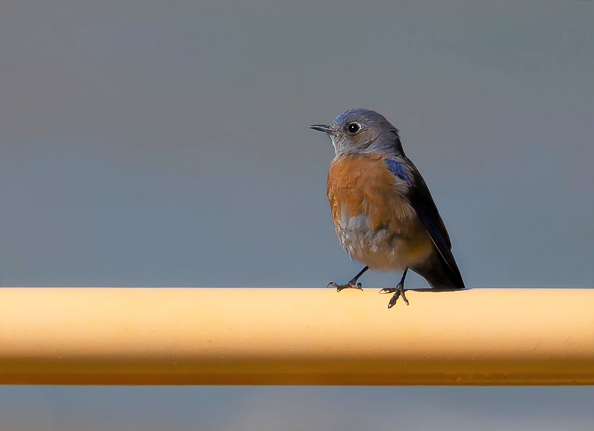 #WesternBluebird - Farmington, NM. #BirdPhotography