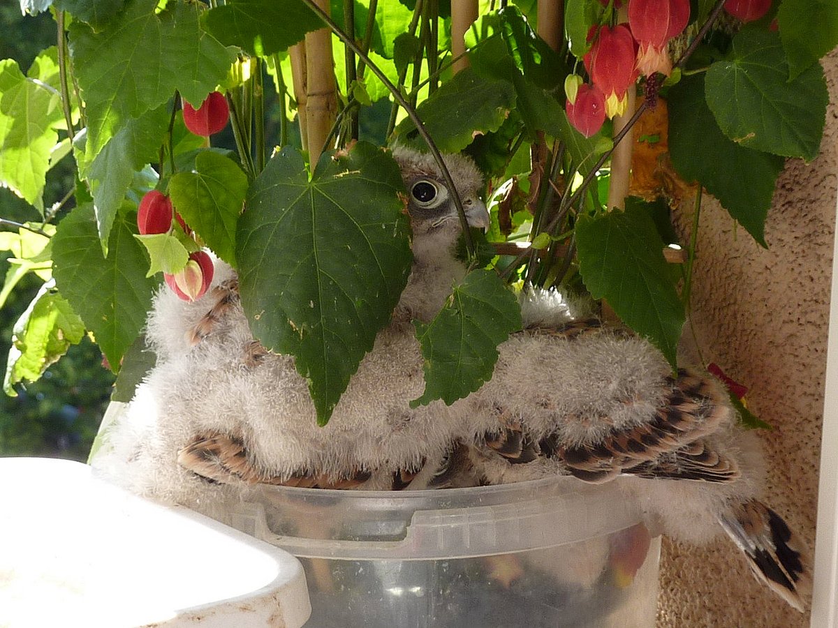 What can #biomarkers tell us? New paper <a href="/SpringerNature/">Springer Nature</a> on urban kestrels where KLF researchers <a href="/BirdLabFlinders/">Sonia Kleindorfer</a> &amp; <a href="/PeSumas/">Petra Sumasgutner</a>
unravel physiological costs of urban living in large international #urbanecology team @NHM_Wien <a href="/MEEL_Lund/">MEEL</a> <a href="/Fitztitute/">FitzPatrick Ins</a> <a href="/verguofturku/">VERG</a> link.springer.com/article/10.100…