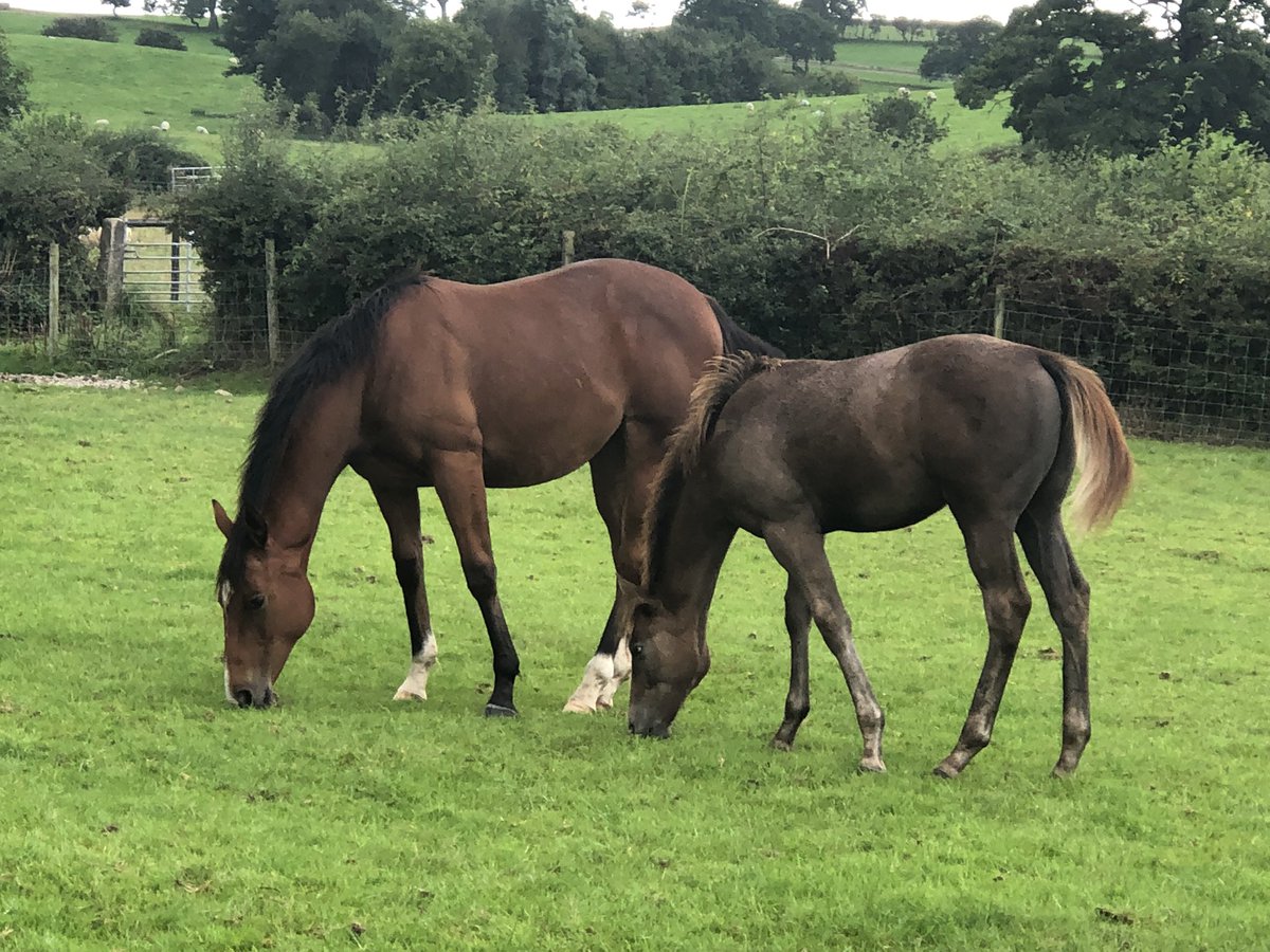 tarnbrookstud's tweet image. Siblings - yearling filly by Mahsoob &amp;amp; filly foal by Portamento out of Annie Besant (Sir Percy) ❤️❤️