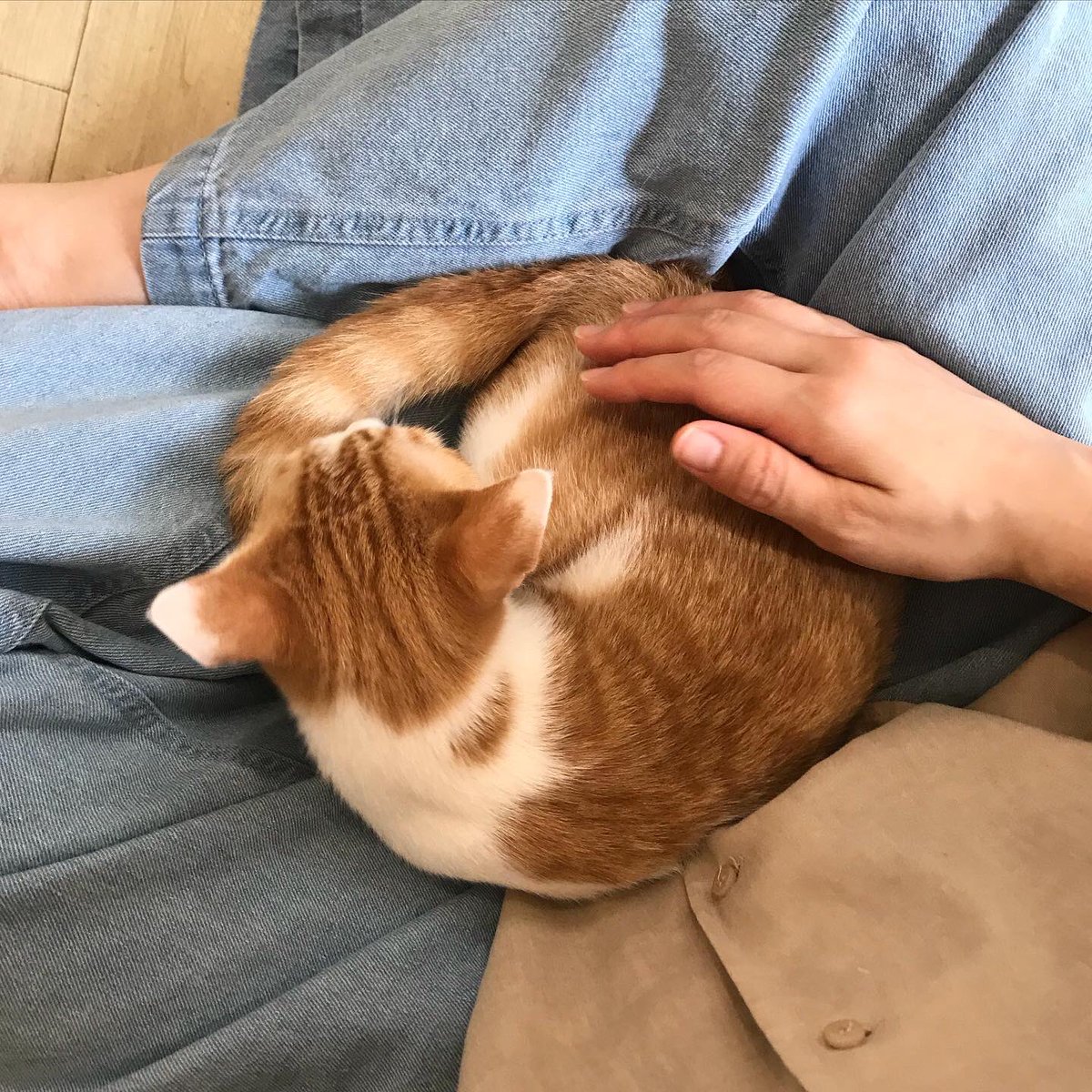 shopmakers's tweet image. (임보소식-가족을찾아요)
이름 덕선이. 묘생 6개월차. 2개월령에 책방앞 차밑에서 구조. 어미를 잃어버렸거나 도태된듯. 사람이 무섭기만 하던 덕선이가 드디어 품안에 들어왔어요. 감동스