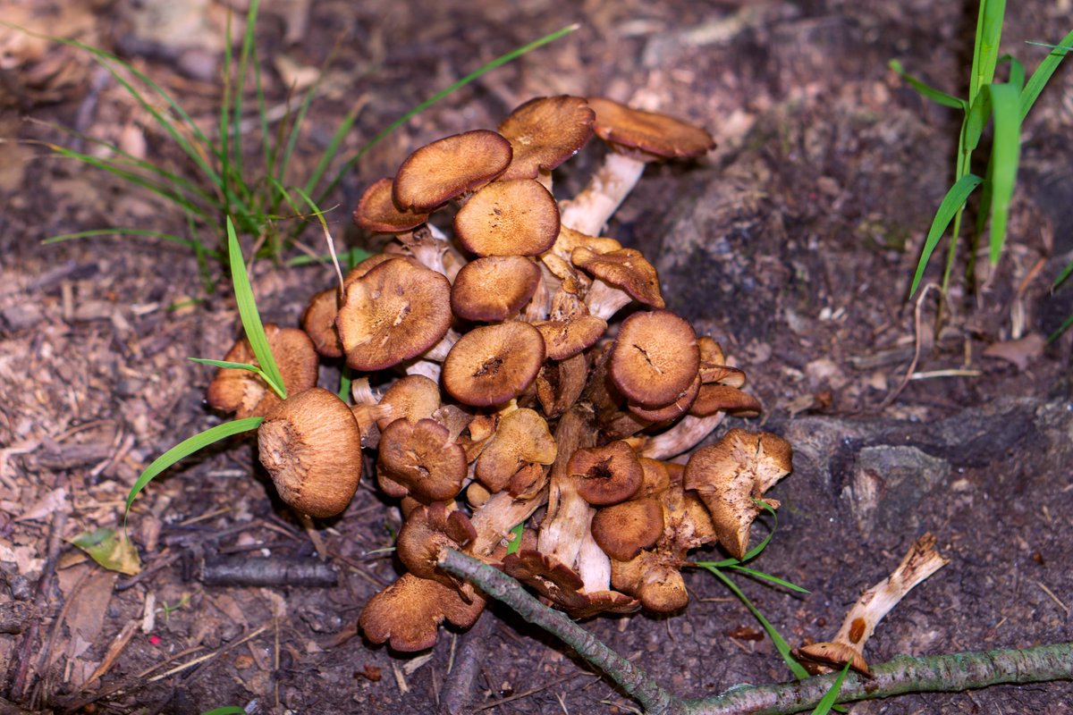 JRussPhoto's tweet image. Some 'shrooms
