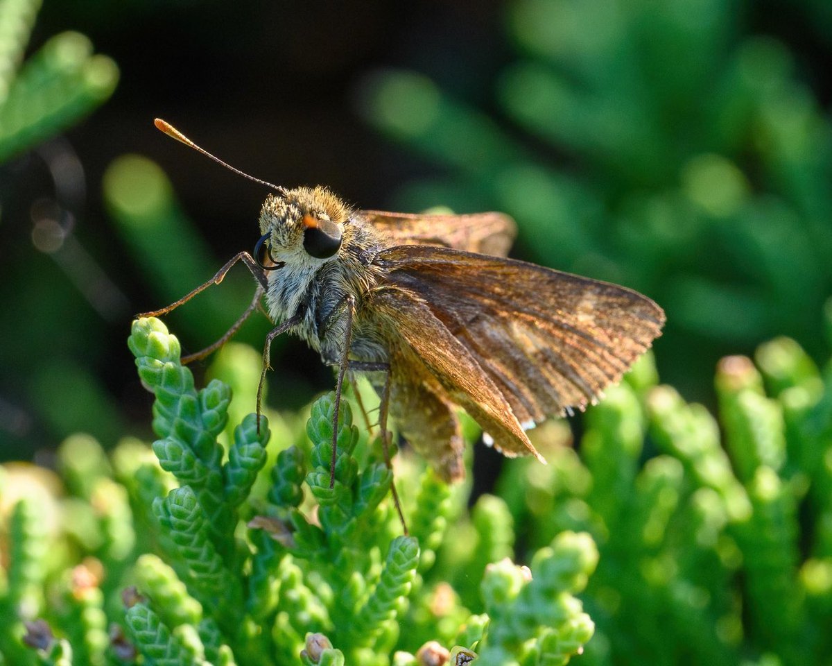 #dunskipper in the evening sun.
#moth #nature #macro #butterfly #insects #insect #art #lepidoptera #moths #wildlife #naturephotography #mothsofinstagram #entomology #insectsofinstagram #tattoo #caterpillar #butterflies #macrophotography #bugs #bug #photography #insectphotography