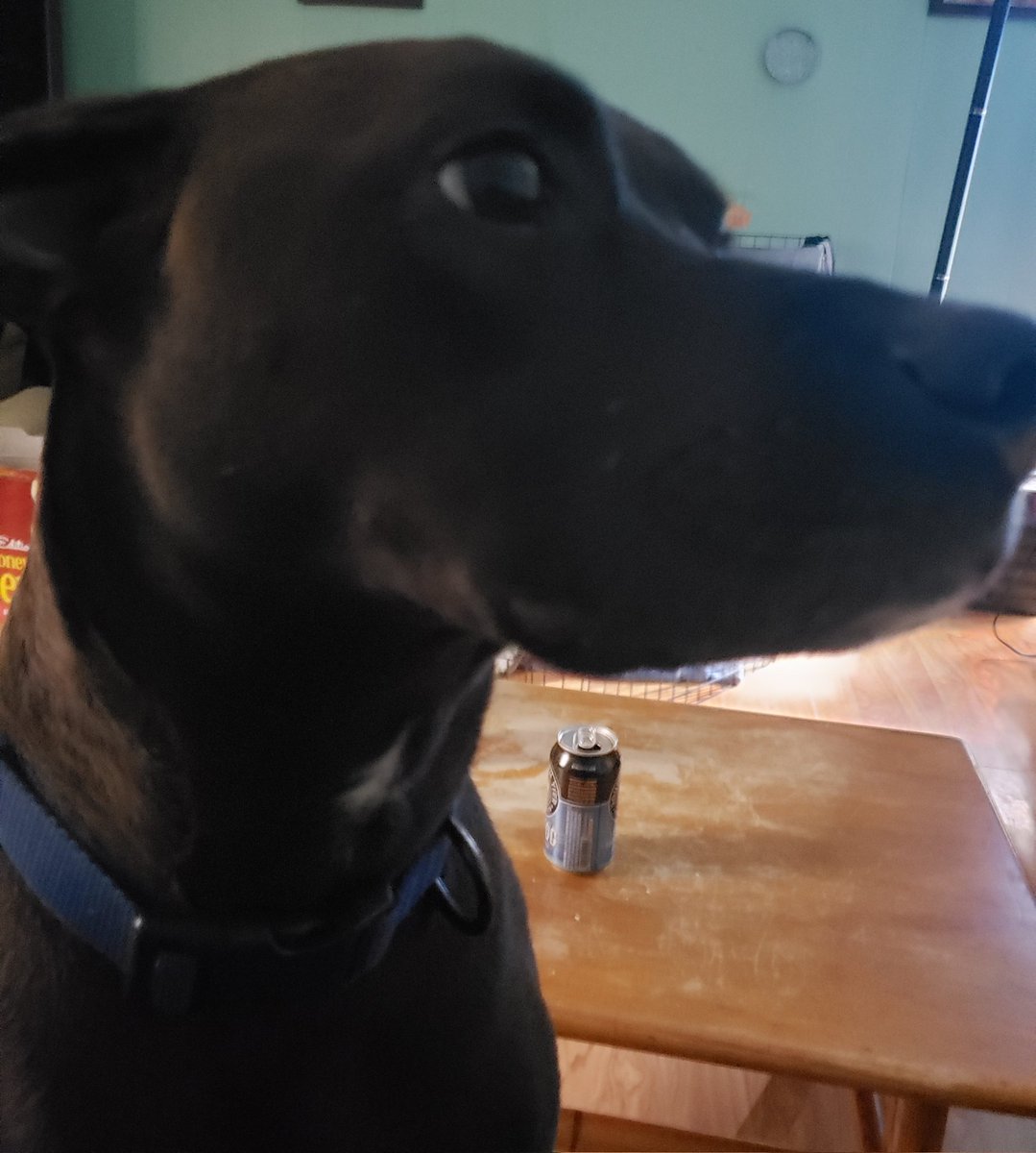 DJCOOKIE716's tweet photo. #WeJustMetBut
Say hi to Joey https://t.co/lhxs5x6nYq