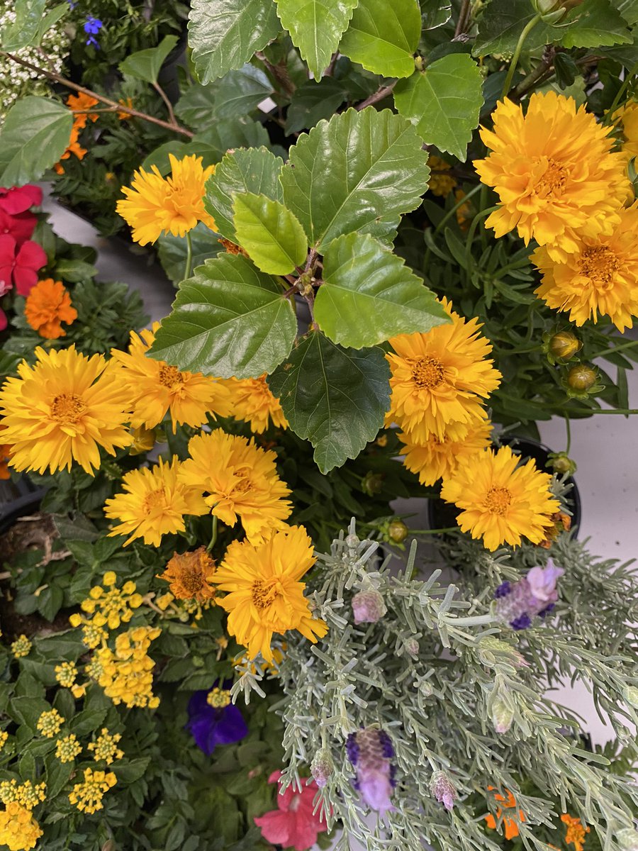 Keith Nuthall tweet media