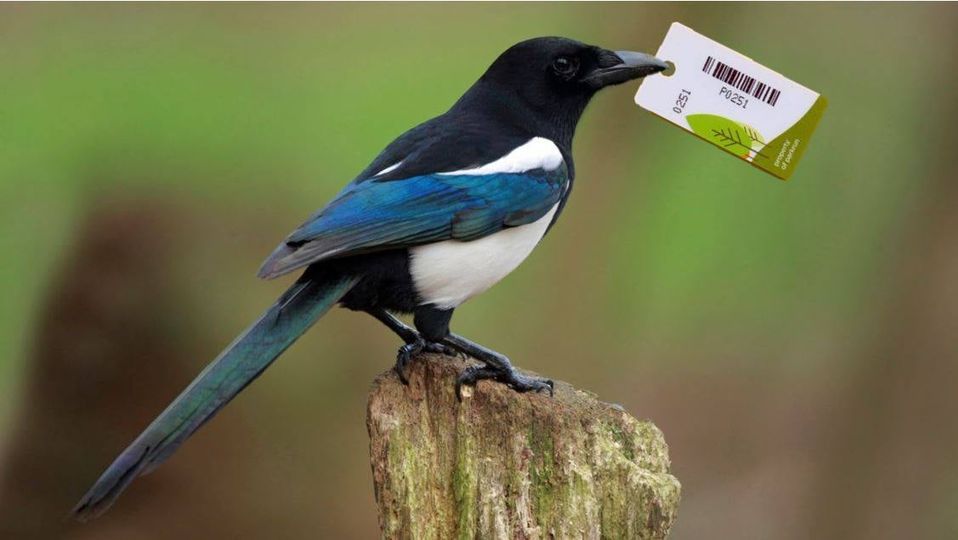 MISSING: Finish Tokens 176 and 275.  If you know who finished in those positions today, please can you ask them to return the finish tokens to us, as we need them again next week. They can email us at pomphreyhill@parkrun.com.  Many thanks!