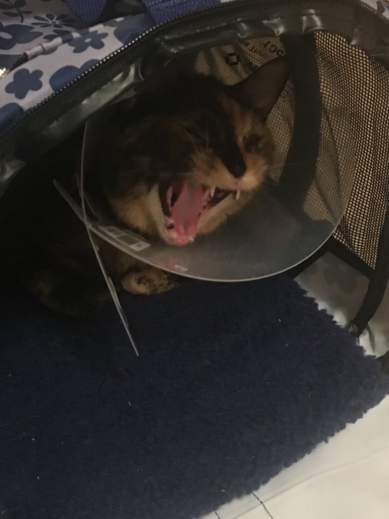 RedSabrie's tweet image. Kinda old pics but whatever