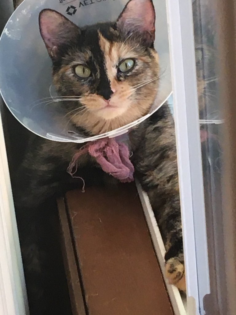 RedSabrie's tweet image. Kinda old pics but whatever