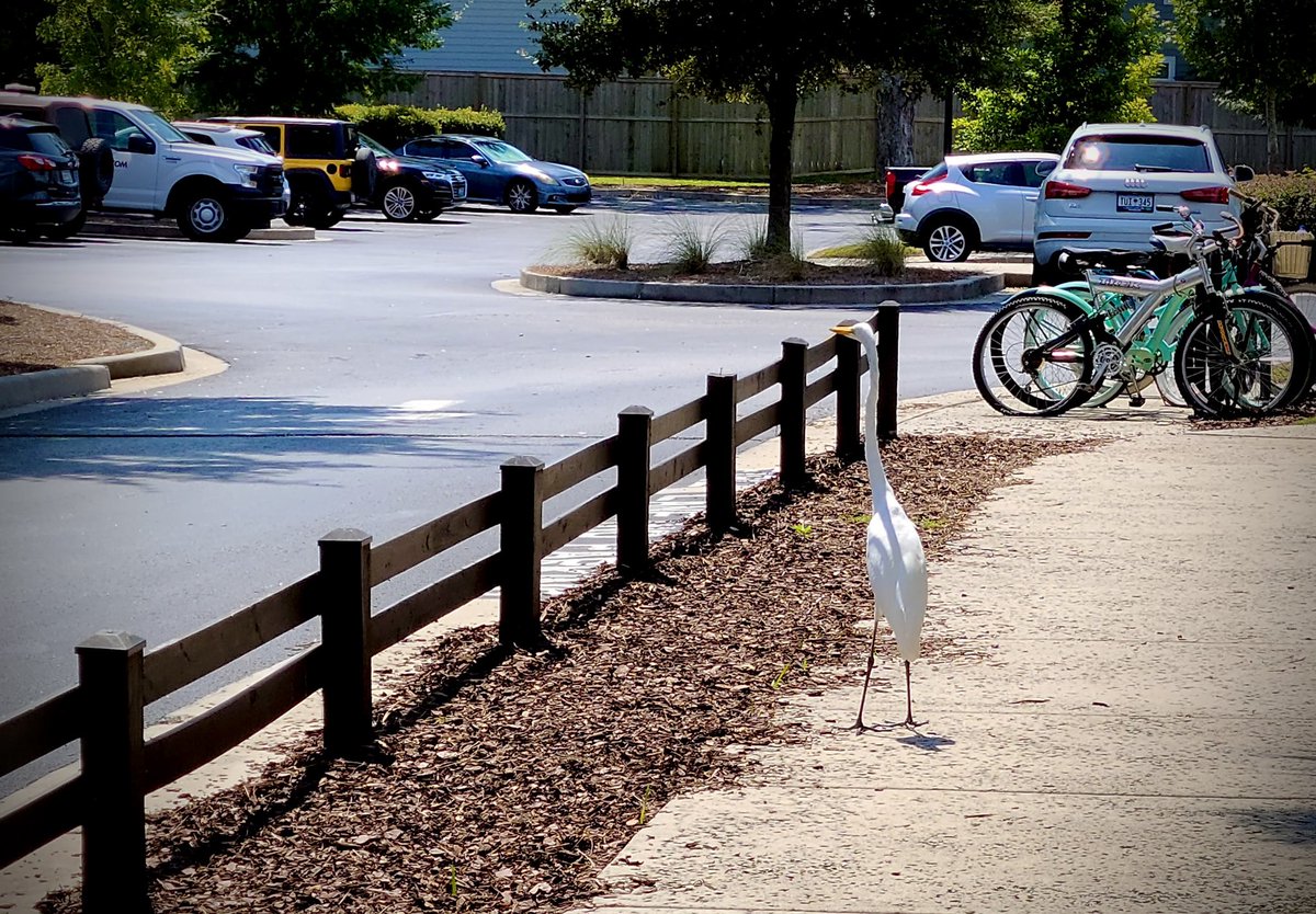 cyndemwalton's tweet photo. Local wildlife
#mountpleasant #southcarolina #birdphotography #photographyislife #egret #greategret #bird #largebird #wildlife https://t.co/rcWaDb2IAu