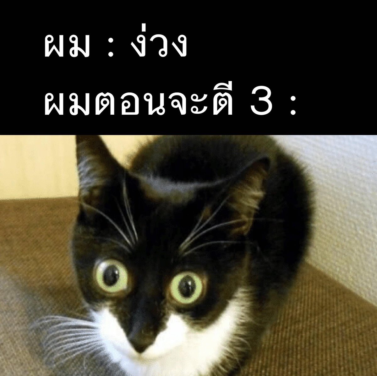 ช่างแม่ง🐰🏳️🌈 tweet media