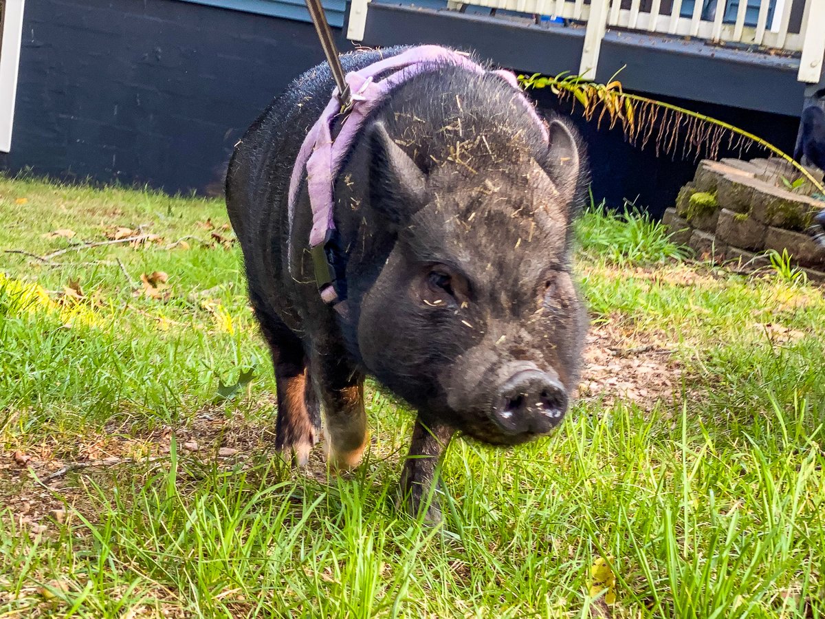 I'm on a treat hunt. This is serious business! 🔎🐷 #marypiggins #therapypig #petpig #friendsnotfood