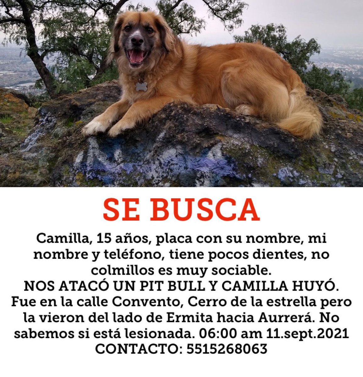 Uriel66689314's tweet photo. Ayudemos a localizar a Camila. Se perdió el día de ayer cuando su dueña fue atacada por otro perro. Cualquier información contactar con @ENKKY666 o al ☎ en el cartel. @mtz_tt @EsEstra @EYACAR65 @nydiacervera @silofierro @amilindaheidi @MARLENE_STAHL @AvilMac @DaliaMRocha https://t.co/wX4Lexwu2t