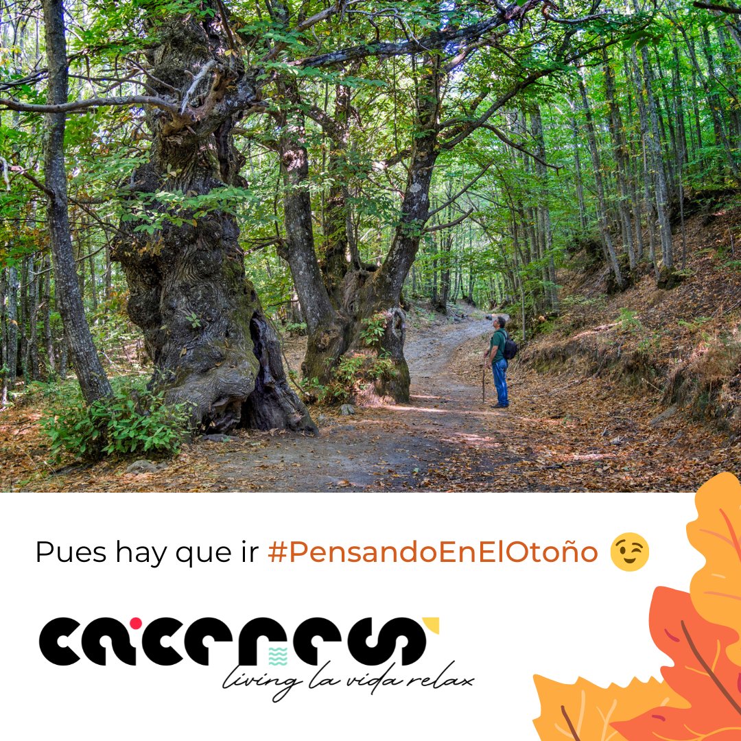 ✅ Pues hay que ir #PensandoEnElOtoño 😉🍂🍁

#Senderismo, recorrer los diferentes caminos y veredas de la #ProvinciadeCáceres es perfecto para desconectar y reconectar contigo mismo.

𝑪á𝒄𝒆𝒓𝒆𝒔, #𝒍𝒊𝒗𝒊𝒏𝒈𝒍𝒂𝒗𝒊𝒅𝒂𝒓𝒆𝒍𝒂𝒙
<a href="/DiputacionCC/">DiputacionCC</a> @Extremadura_tur