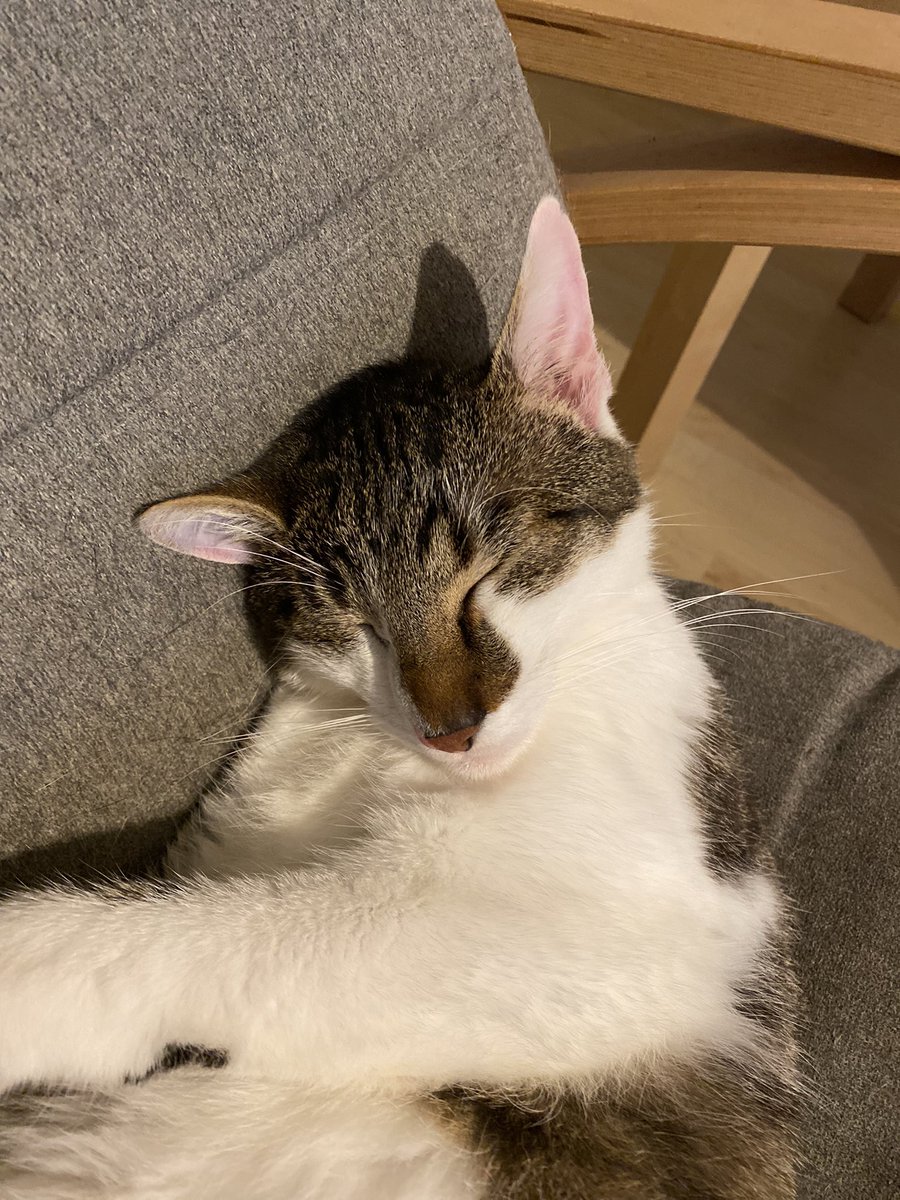 Goodnight everybody! 😺 🐾
#Caturday #CatsOfTwitter