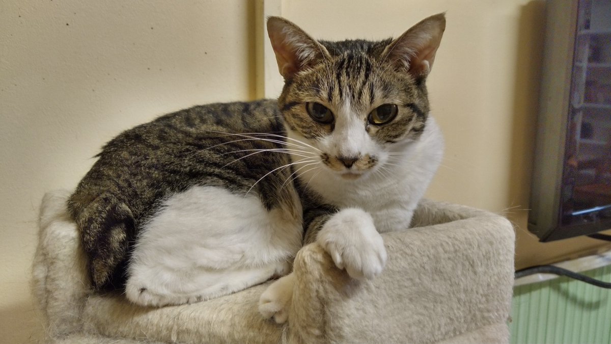ねこのひみつ基地 Nekohimitsukiti Twitter ねこのひみつ基地 Nekohimitsukiti Twitter