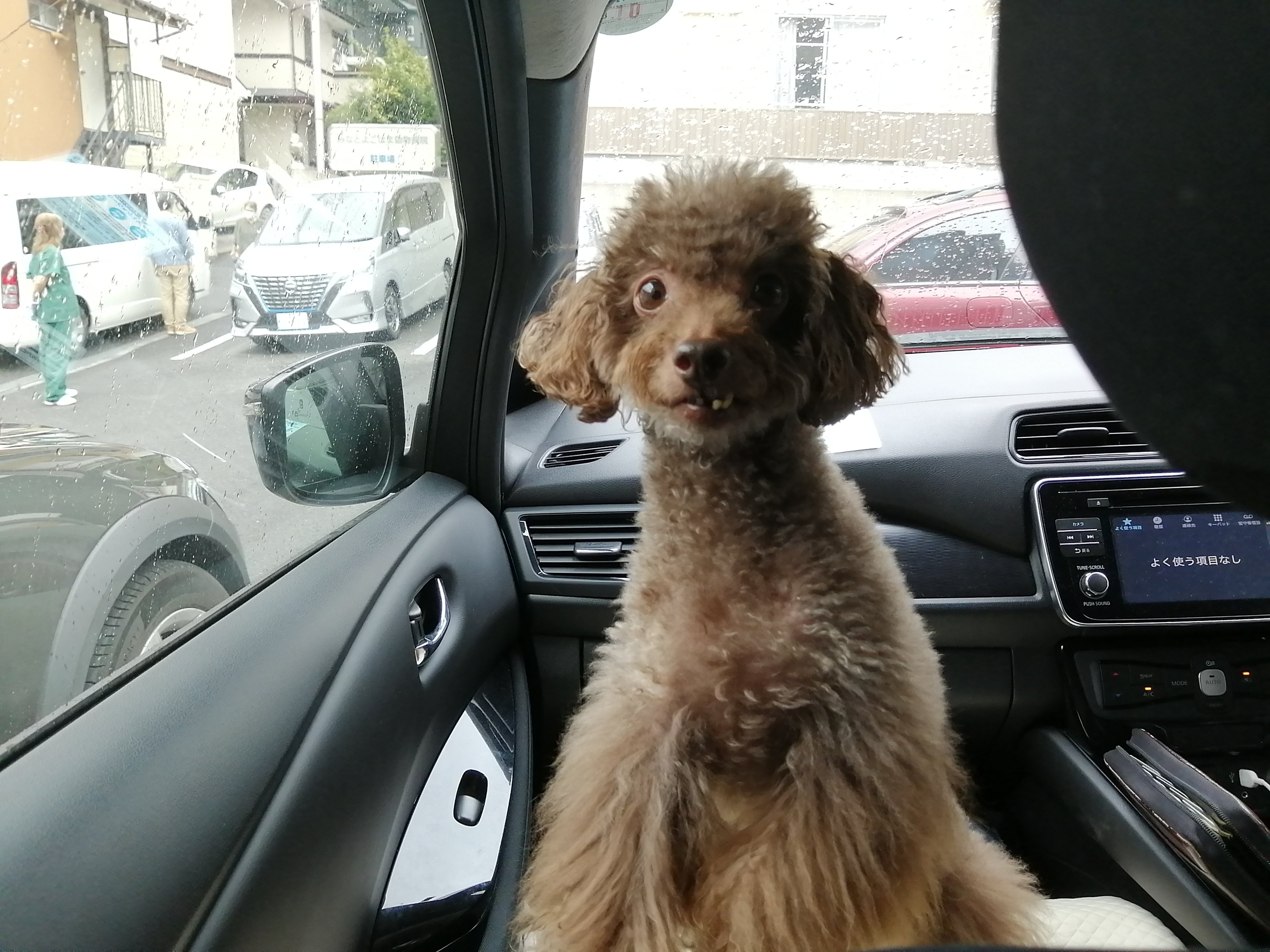 トイプードル兄弟 Apsp Apollo Spica Twitter