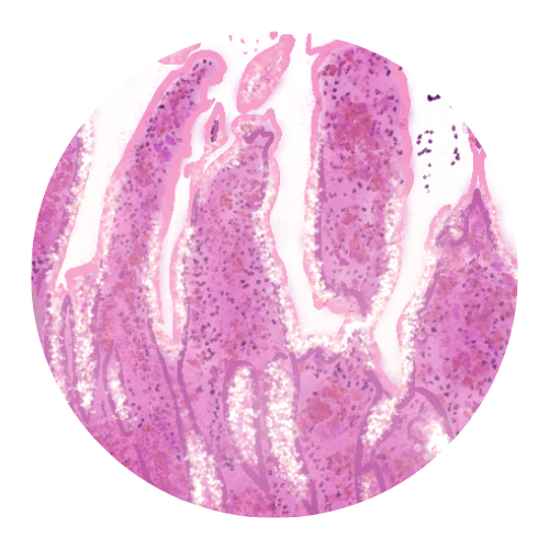 scienceNFTs's tweet photo. Core Line: GUT from Cellular Longevity

original art by the scientist // histology slides // small intestinal mucosa with villi, low magnification micrograph

#sciencenfts #scienceart #nft #nfts #histology #nerdout #thegut #longevity #opensea #science #NFTproject #gut #guthealth https://t.co/W60THaTLX7
