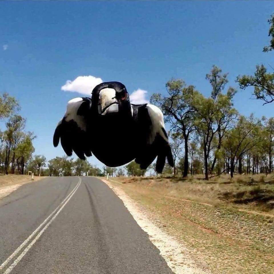 Love this!! 
Taken with a rear facing camera on a bike helmet

Photo credit :Monique Newton