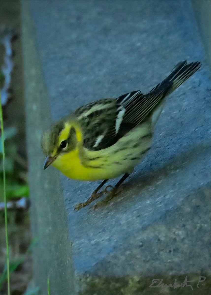 #BlackburnianWarbler @GreenWoodHF