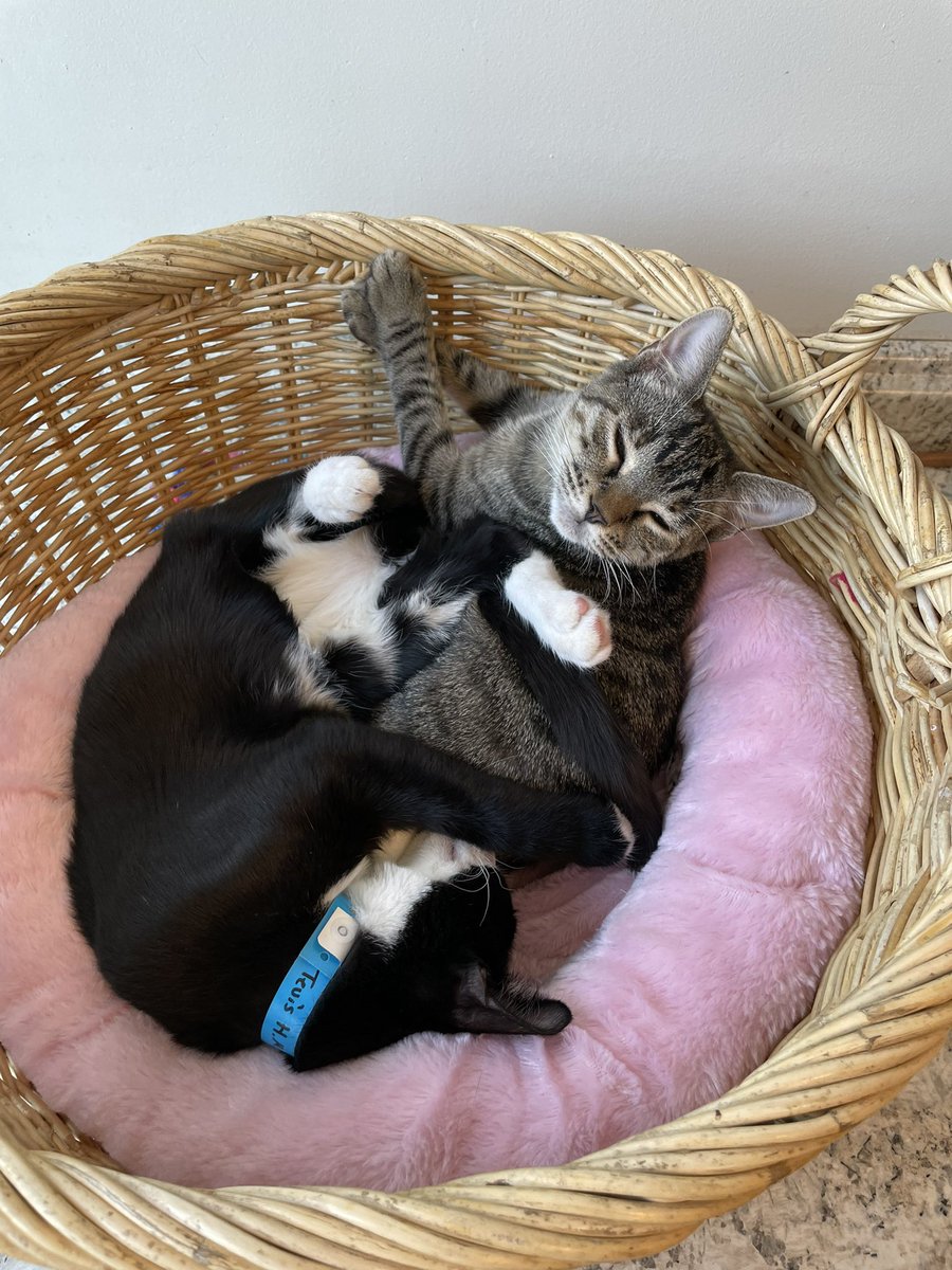 RMFRCO's tweet photo. Snuggle time. https://t.co/IDSBaUKcPw