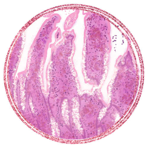 scienceNFTs's tweet photo. ROSE GOLD RARE Line: GUT from Cellular Longevity

original art by the scientist // histology slides // small intestinal mucosa with villi, low magnification micrograph

#sciencenfts #scienceart #nft #nfts #histology #thegut #longevity #opensea #science #NFTproject #gut #guthealth https://t.co/TRQoqtpKey