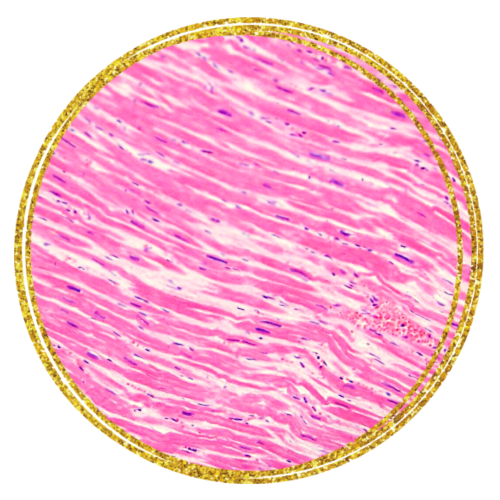 scienceNFTs's tweet photo. ULTRA RARE GOLD Line: HEART from Cellular Longevity

original art by the scientist // histology slides // cardiac muscle on an H&amp;E stain under 400X magnification

#sciencenfts #scienceart #nft #nfts #histology #artandscience #longevity #opensea #science #NFTproject #heart #cardio https://t.co/cjRg8POjao