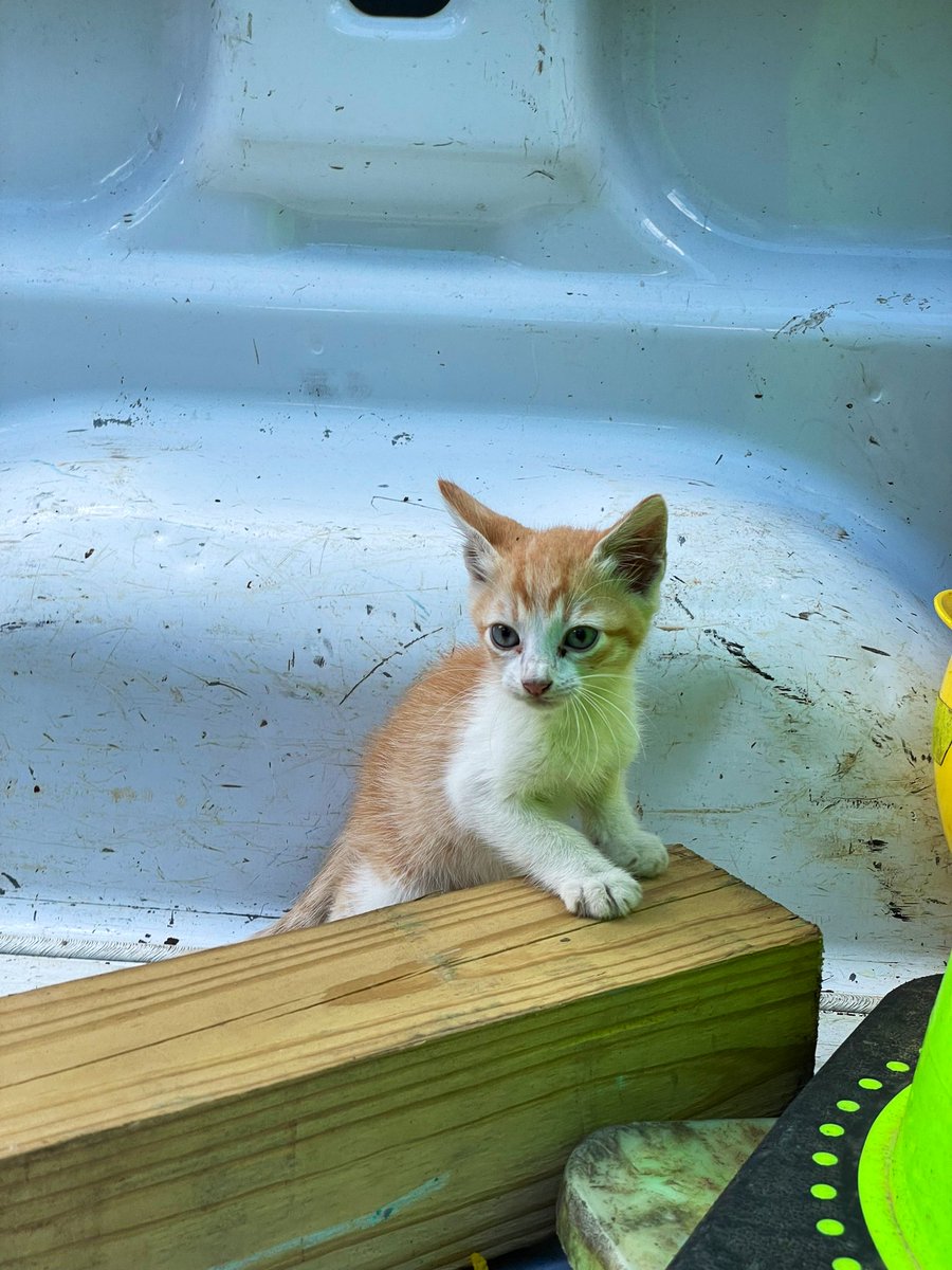 Madrngr's tweet photo. Heyy! Encontré esta gatita en mi trabajo y no me la puedo quedar, le estoy buscando hogar so please, si me ayudan con un Rt o si saben de alguien, lo agradecería! https://t.co/fOFzReqZSy