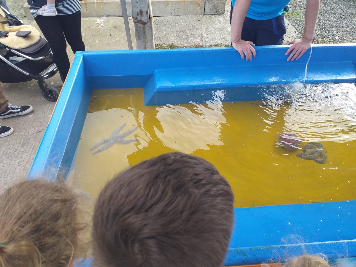 KarenDouglas_NI's tweet photo. Just made it to Tide'n'Turf the #PortavogieSeafoodFestival. Lots of fun for all ages! Saw starfish and sea urchins courtesy of @ExplorisNI We even got to meet a real life #Mermaid ๐งโโ๏ธ Well done @ANDborough for hosting another successful event #TasteAND #FamilyDayOut ๐ https://t.co/bWwYxO2bkf