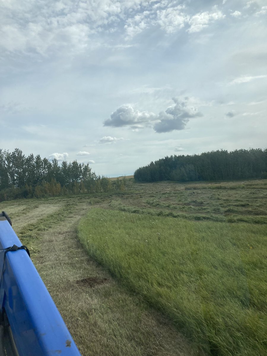 4FAngusBoy's tweet photo. #findingfiber https://t.co/Bkzp8QUkh2