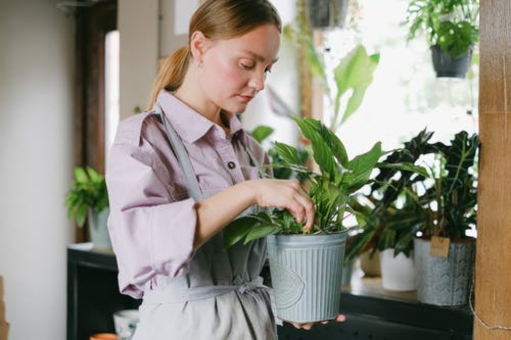 plantsolutions's tweet image. #IndoorPlants might just be the best companion for your busy lifestyle.

Follow this guide to learn more about why having #IndoorPlants is good for your health. 

qoo.ly/3d25ka