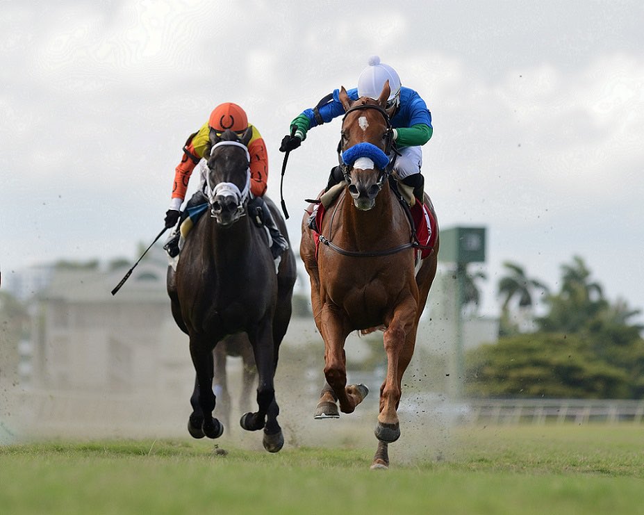 •SANENUS (Scat Daddy): G3 La Cañada Winner/G1 Madison 4th and G1 Champion 2YO filly in Chile 🇨🇱

•LAGERTHA (Scat Daddy) G3 $600k Ladies Mint Sprint🥉placed. 

Both to be offered at <a href="/FasigTiptonCo/">Fasig-Tipton</a> November with <a href="/TaylorMadeSales/">Taylor Made Farm</a> <a href="/HarasMatriarca/">Haras Matriarca</a>