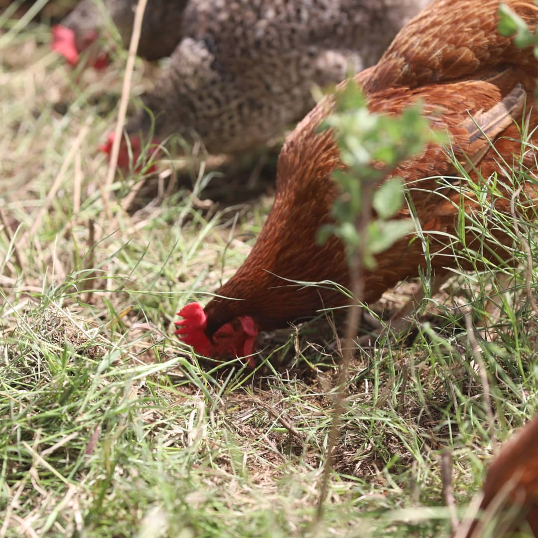 CDoblerM's tweet photo. Un verdadero gusto conocer el proyecto agro - ecológico Tierra de Todos, en Ezequiel Montes, que desarrollan Ricardo Gallo con su familia, produciendo alimentos nutritivos y sanos, como el huevo orgánico de gallinas en pastoreo.
🤠🐔🥚 https://t.co/lpNf7D7dn6