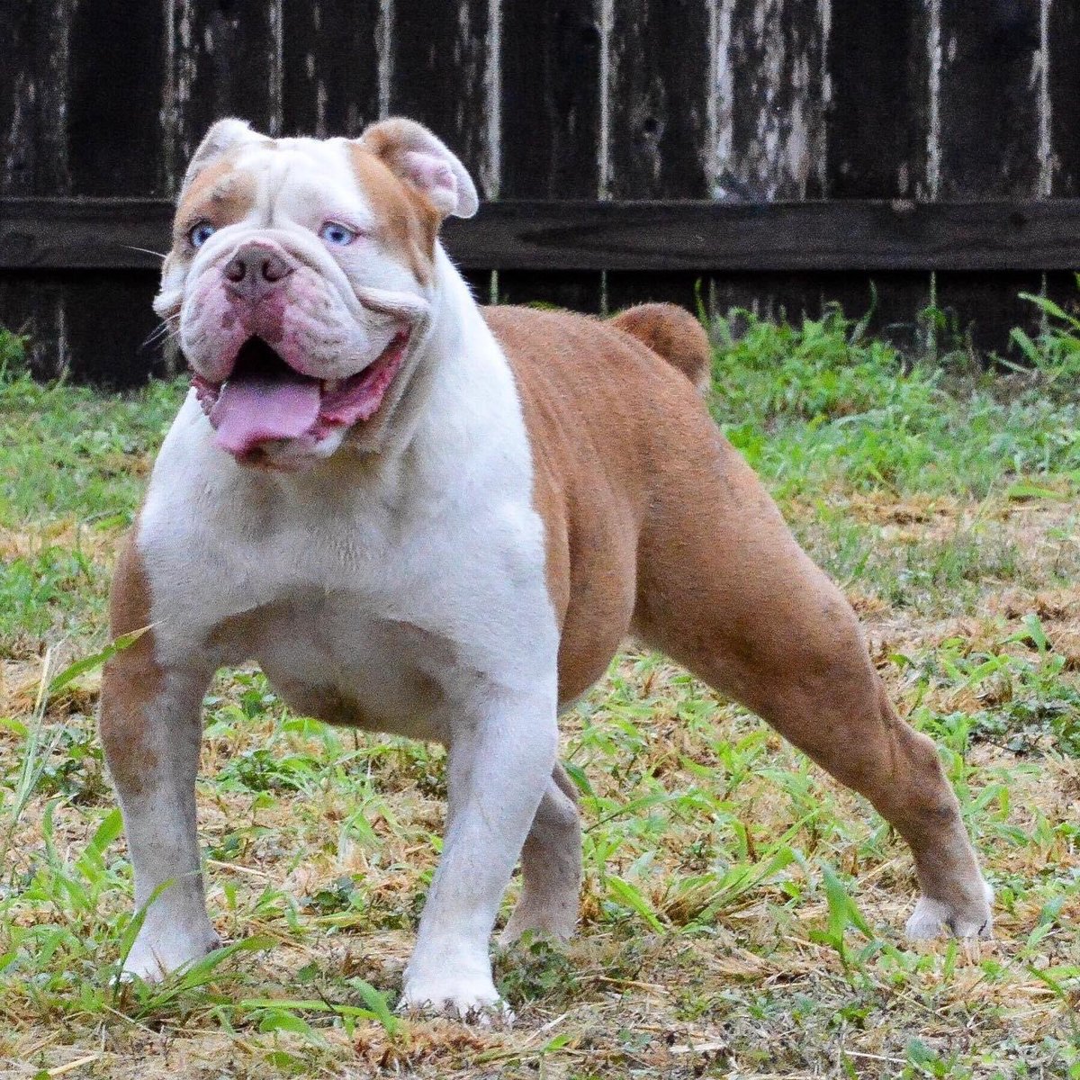murestyle's tweet photo. Our Mocha blessed us with 7 beautiful Pretty Boy puppies. 4 males & 3 females. We are beyond happy with these puppies. π₯πͺπΌπ₯#oldeenglishbulldogge #ioeba #nkc #strongside #mocha #prettyboy #bulldogpuppy #bulldoglife #bulldoglovers https://t.co/Ei4DOxOlF1