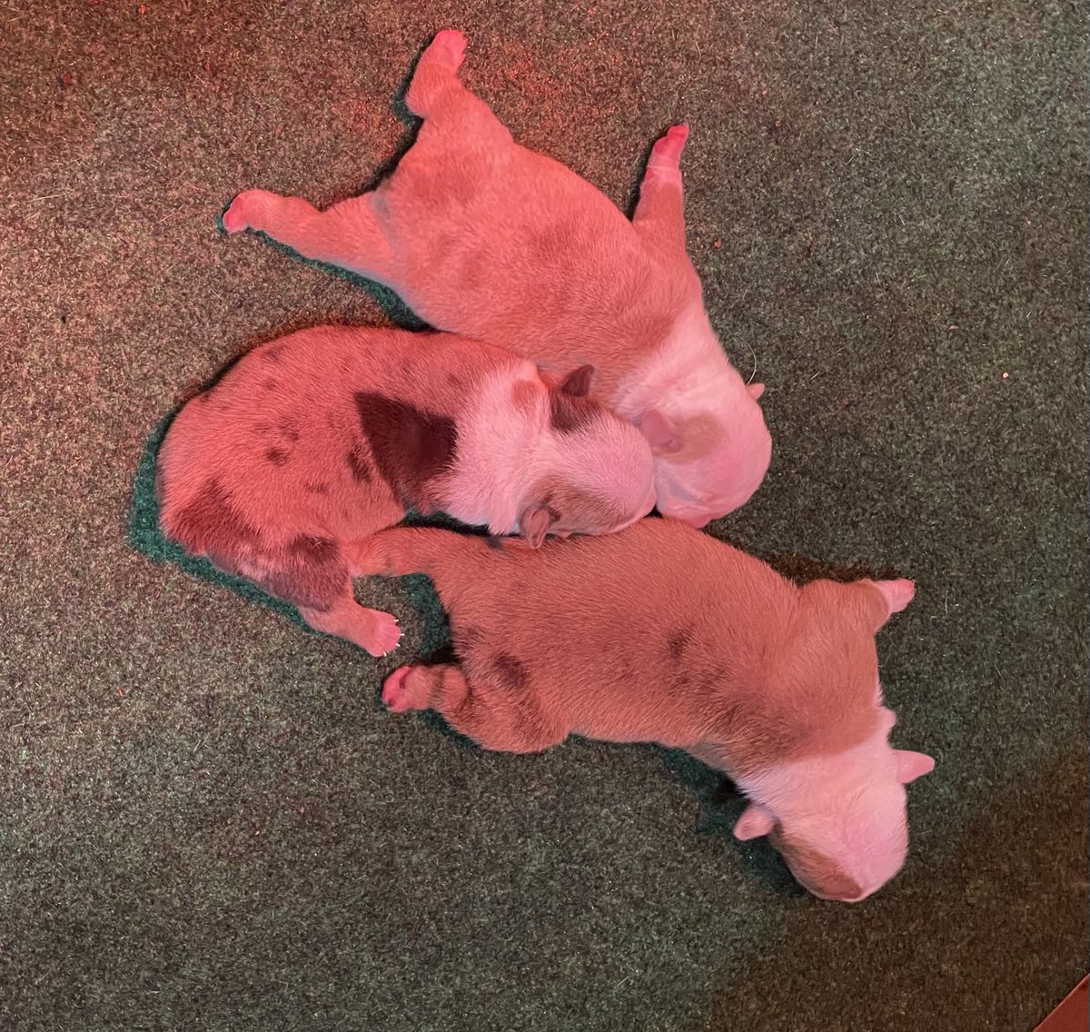 murestyle's tweet photo. Our Mocha blessed us with 7 beautiful Pretty Boy puppies. 4 males & 3 females. We are beyond happy with these puppies. π₯πͺπΌπ₯#oldeenglishbulldogge #ioeba #nkc #strongside #mocha #prettyboy #bulldogpuppy #bulldoglife #bulldoglovers https://t.co/Ei4DOxOlF1