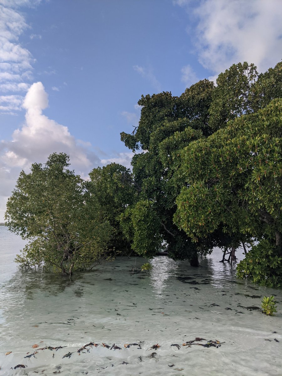 Wonders of Watamu (@wondersofwatamu) on Twitter photo Watamu has so much to offer with its white sandy beaches, mangrove forests, Mida Creek, coral gardens & crystal clear waters... It's the perfect weekend destination, easily reached with <a href="/Fly540Aviation/">Fly540.com</a>
π΄βοΈπ
#VisitWatamu #MagicalKenya #Watamu #Kenya #KenyaCoast #SeeKenya Watamu has so much to offer with its white sandy beaches, mangrove forests, Mida Creek, coral gardens & crystal clear waters... It's the perfect weekend destination, easily reached with <a href="/Fly540Aviation/">Fly540.com</a>
π΄βοΈπ
#VisitWatamu #MagicalKenya #Watamu #Kenya #KenyaCoast #SeeKenya