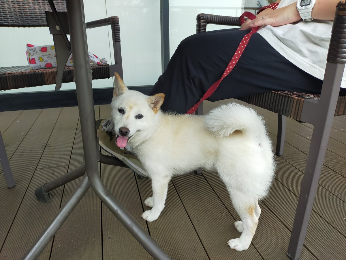 白柴はな Vlujrs8i3xkh49s Twitter