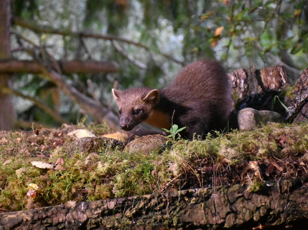Olivia_C_Bell's tweet photo. The streak continues with this female pine marten... MSc students are being well and truly spoiled! #ExeterRewildingFC πΎπ΄σ §σ ’σ ³σ £σ ΄σ Ώ @ConBiodivMSc @ConSciMSc https://t.co/QiwG66bGoq