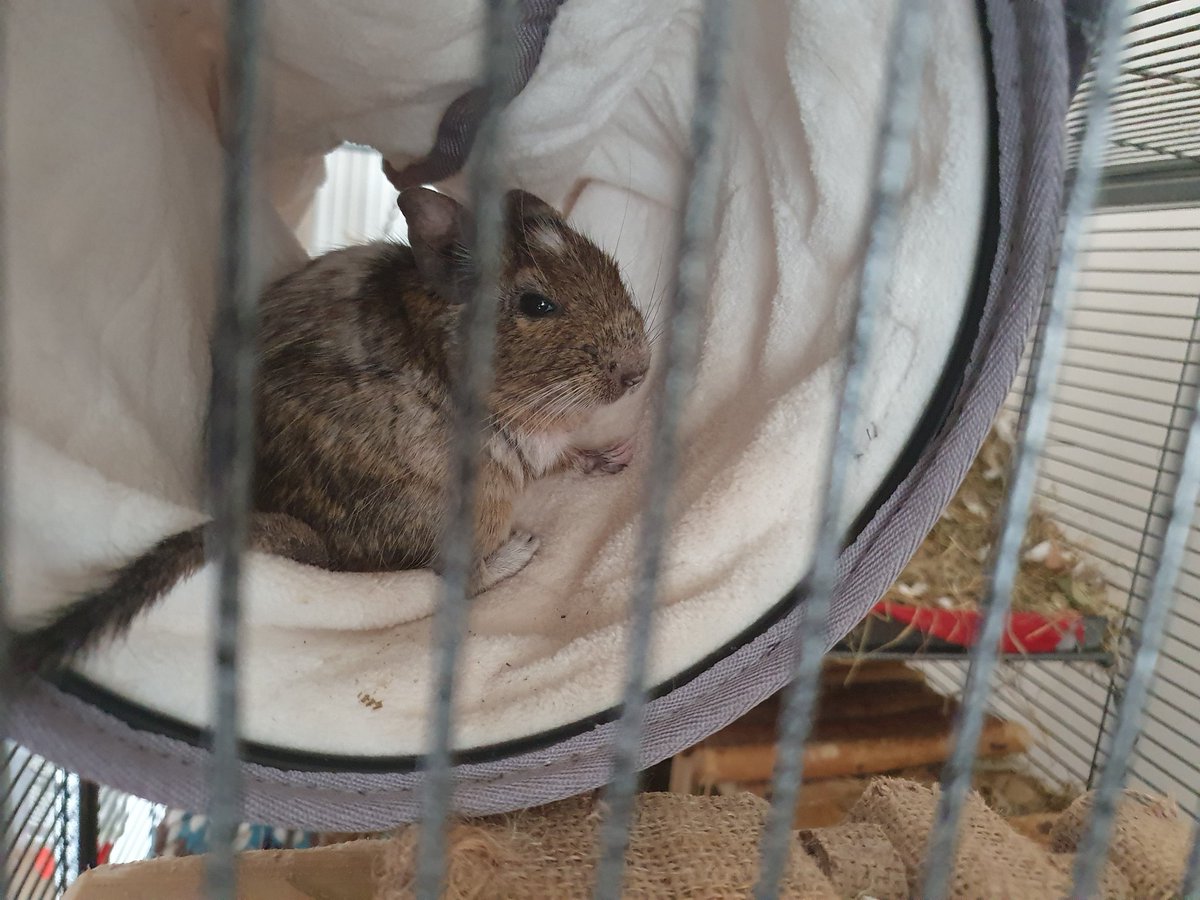 Shadow_Fox85's tweet photo. Storm finally decided she likes the hanging tunnel. Only took her a couple of months to start using it. #pets #degu https://t.co/FBbl7vncPV