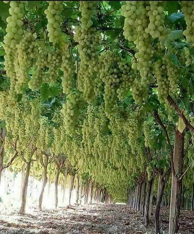 كان أحد الصالحين يدعو "اللهم بارك لي في رزقي " فسأله أحدهم لما لم تقل اللهم أرزقني؟ قال إن الله ضمن الرزق لكل حيّ من خلقه ولكني أسأله البركه في الرزق فهي جُند خفي من جنود الله ، إذا حلّت في المال أكثرته، وفي الولد أصلحته ، وفي القلب أسعدته "اللهم أرزقنا البركه في كل ما وهبتنا"🤲