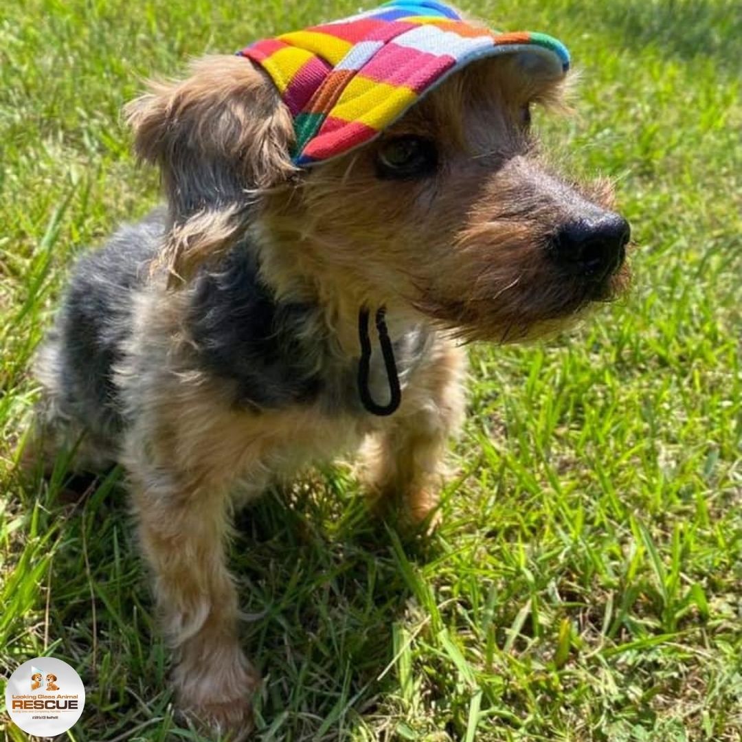 LGAnimalRescue's tweet photo. When you give a dog a chance....remember Dutch? #rescue #lgar #adoptdontshop #fosterssavelives https://t.co/ama3Uzo1XC