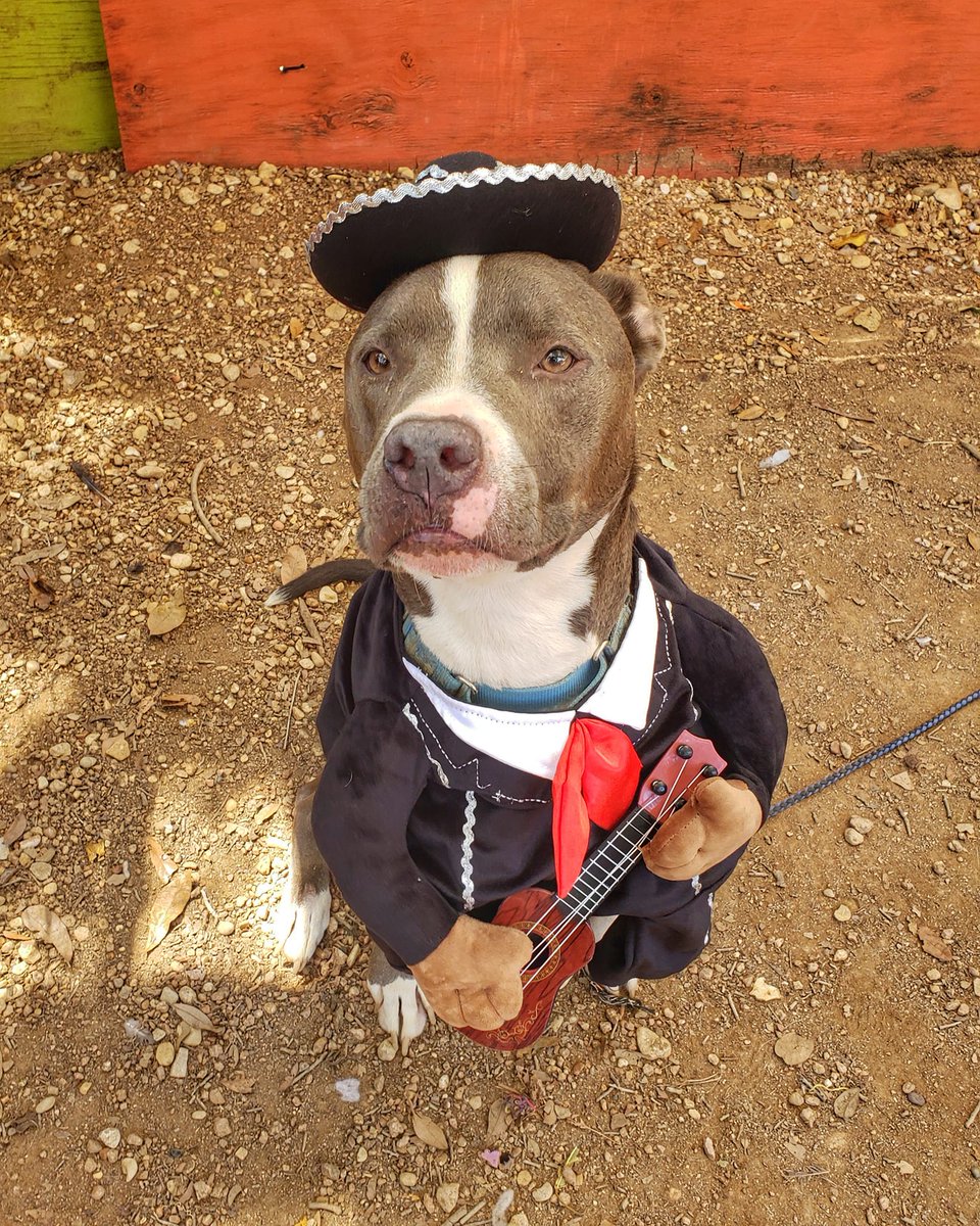 austinpetsalive's tweet photo. To all the girls I've loved before
Who traveled in and out my door
I'm glad they came along
I dedicate this song
To all the girls I've loved before 
- 💗 Gozer (and @WillieNelson)
https://t.co/8iaXZ6ozyb https://t.co/U3rTN9cmPz