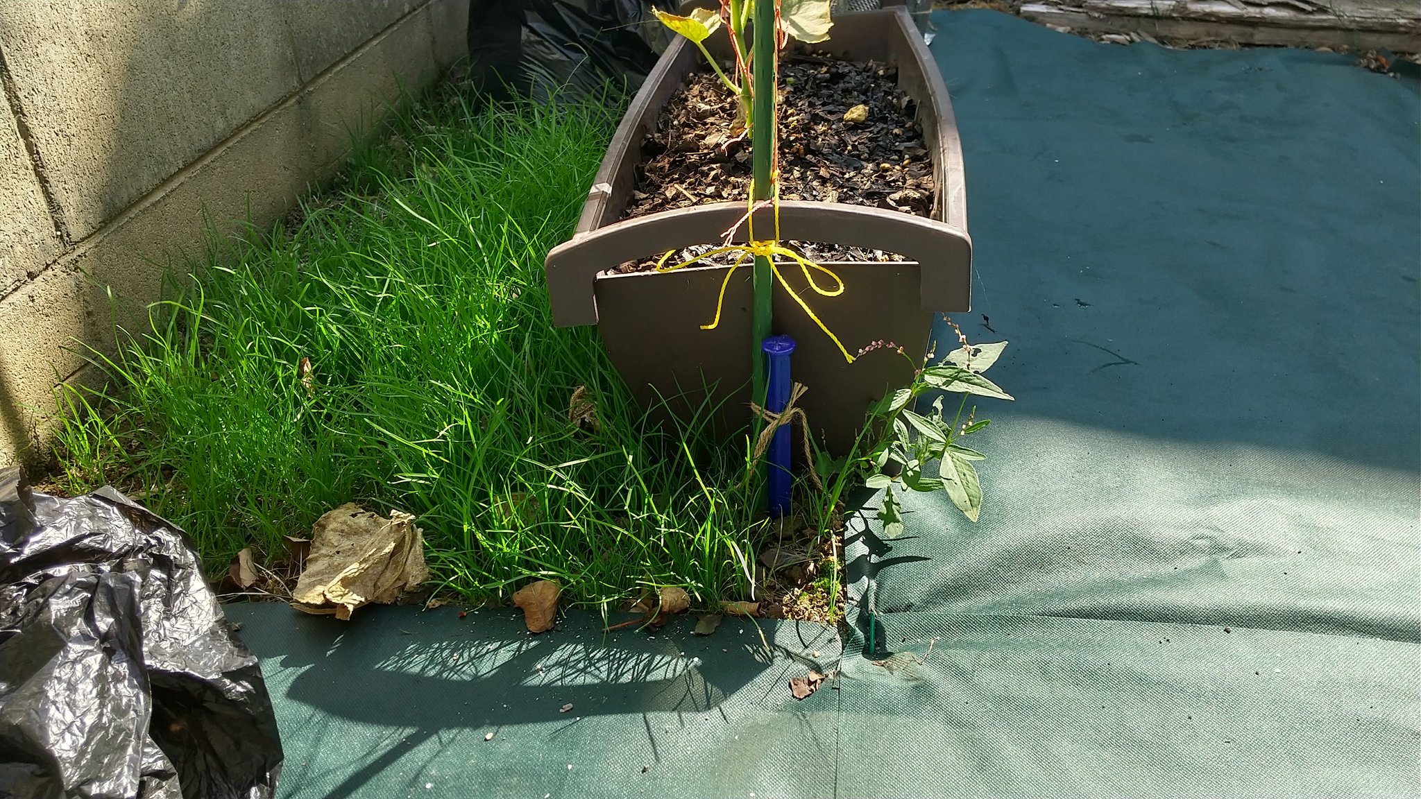 1616テック家庭菜園研究所 Auf Twitter 100均商品の防草シートは良い仕事をしてくれてます 雑草抜きの頻度がかなり減りました ダイソー セリア 防草シート 雑草防止 100均 100均商品 T Co Yzt5acfwq6 Twitter