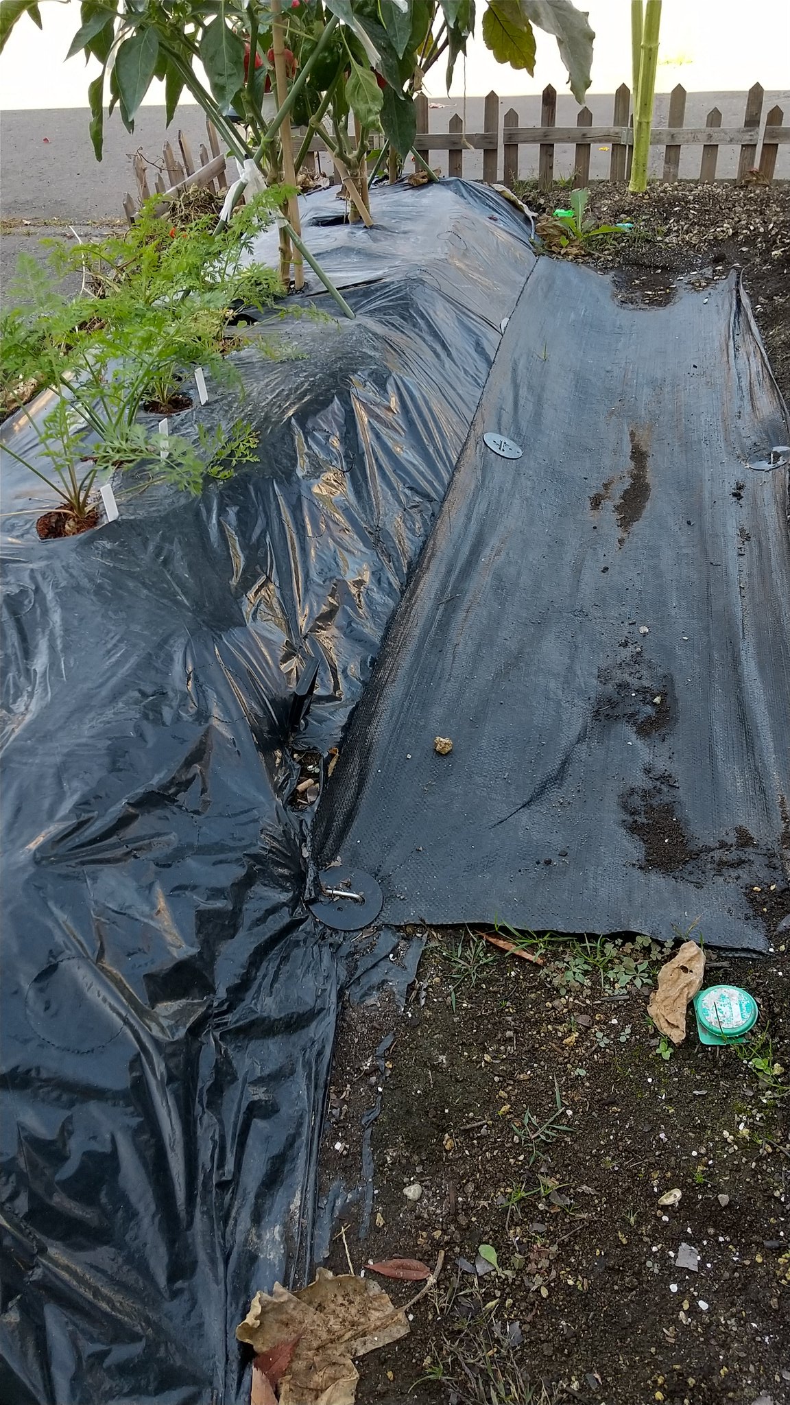 1616テック家庭菜園研究所 Auf Twitter 100均商品の防草シートは良い仕事をしてくれてます 雑草抜きの頻度がかなり減りました ダイソー セリア 防草シート 雑草防止 100均 100均商品 T Co Yzt5acfwq6 Twitter
