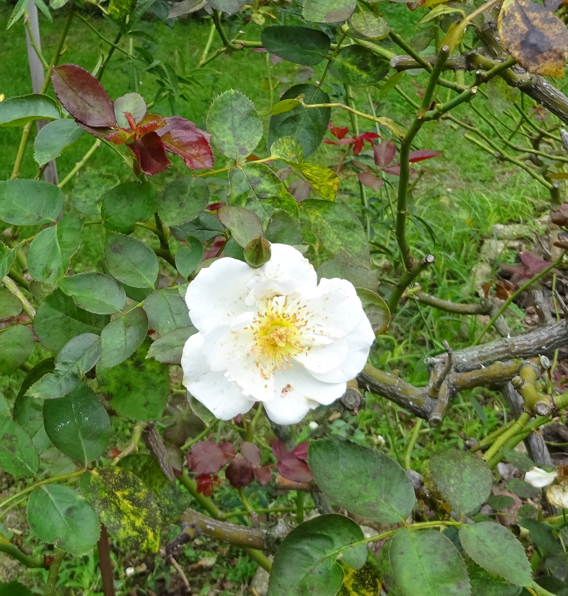 孫崎 享 على تويتر バラ フローレンス ナイチンゲール 露英兵看護でクリミア戦争の天使と称される 東御苑 F N国際基金発足７５周年時造られた品種 皇后陛下に贈られ 吹上御所で育成 ２００９年 ９月皇后陛下と天皇陛下がご一緒に東御苑に移植し一般公開