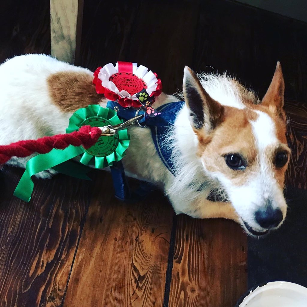 NewsfromBedlam's tweet photo. #Brian #HoundofBedlam took his #Kennington #curtaincall at the #NorthLambethparishfete #StAnselmsFestival in #CleaverSquare today.
It was as much a surprise to him as us that he now qualifies for the “Veteran” category, at 7yrs old. 
I cost him being placed in Agility, at which.. https://t.co/oSd7Fql7oP